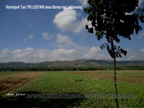 kedelai petani Desa Bantar Kecamatan Jatilawang