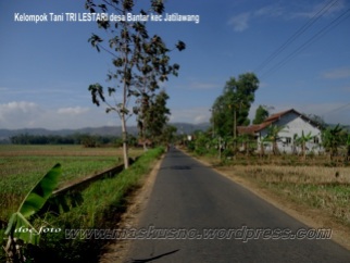 Sawah dan jalan Desa Bantar Kecamatan Jatilawang