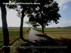 Sawah Desa Bantar Kecamatan Jatilawang